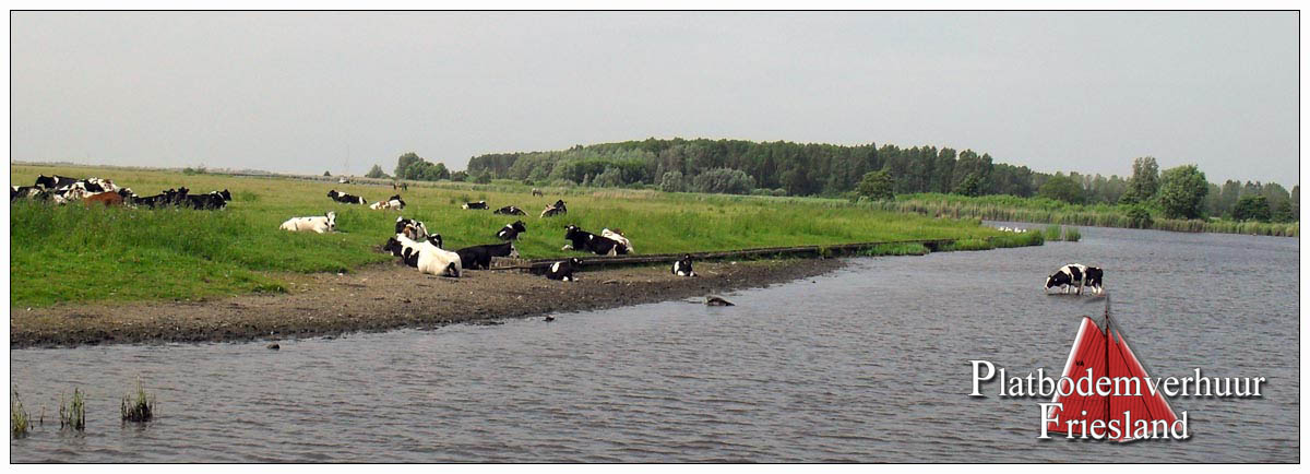 Koeien in het Lauwersmeer